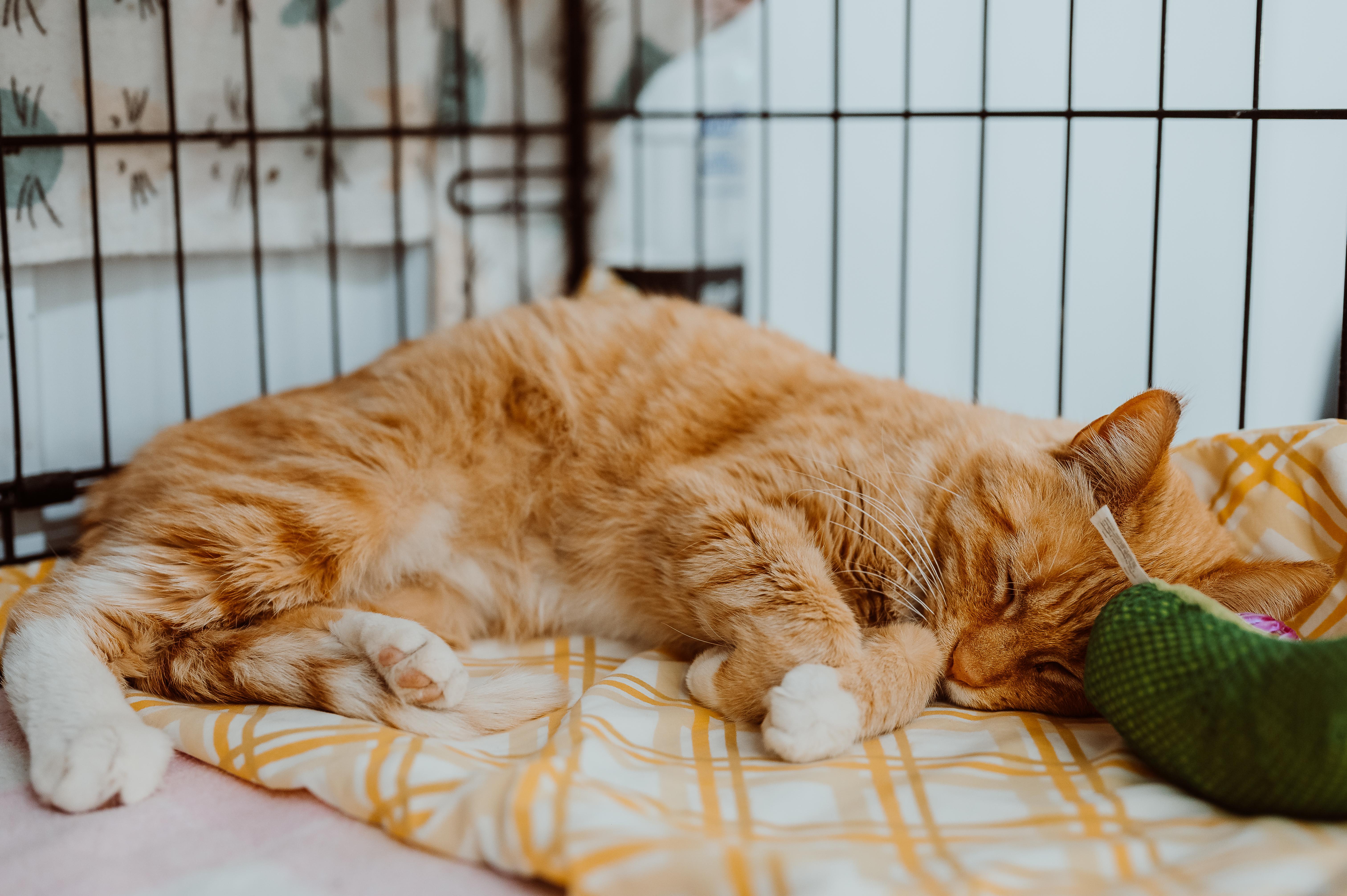 An adult medium-sized female Orange & White Domestic Short Hair cat named Willa Mae for adoption in Le Mars, IA