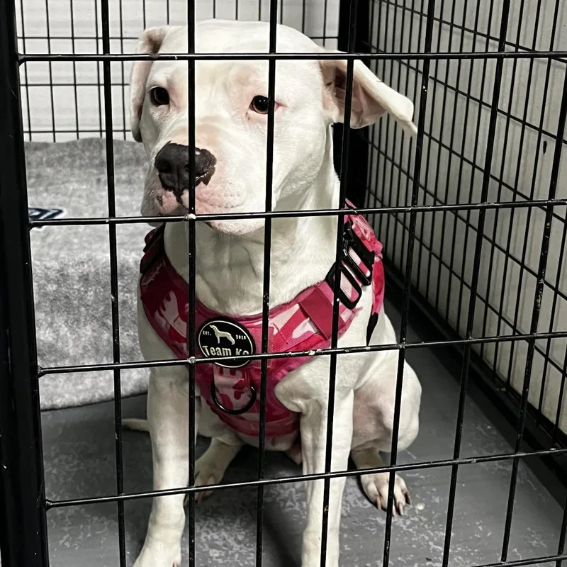 An adult small-sized female White / Cream Terrier dog named Dayana for adoption in St. Louis, MO