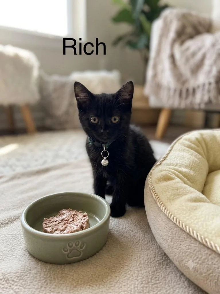 A baby medium-sized male Domestic Short Hair cat named Rich for adoption in Johnson City, TN
