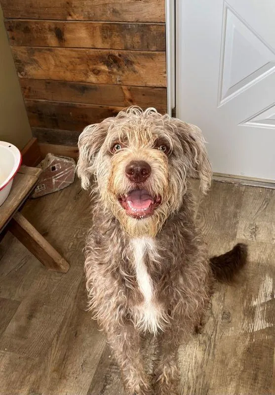 A baby medium-sized male Irish Terrier dog named Finn for adoption in Genoa, IL
