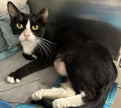 An adult small-sized female Domestic Short Hair cat named Loretta for adoption in Phoenix, AZ