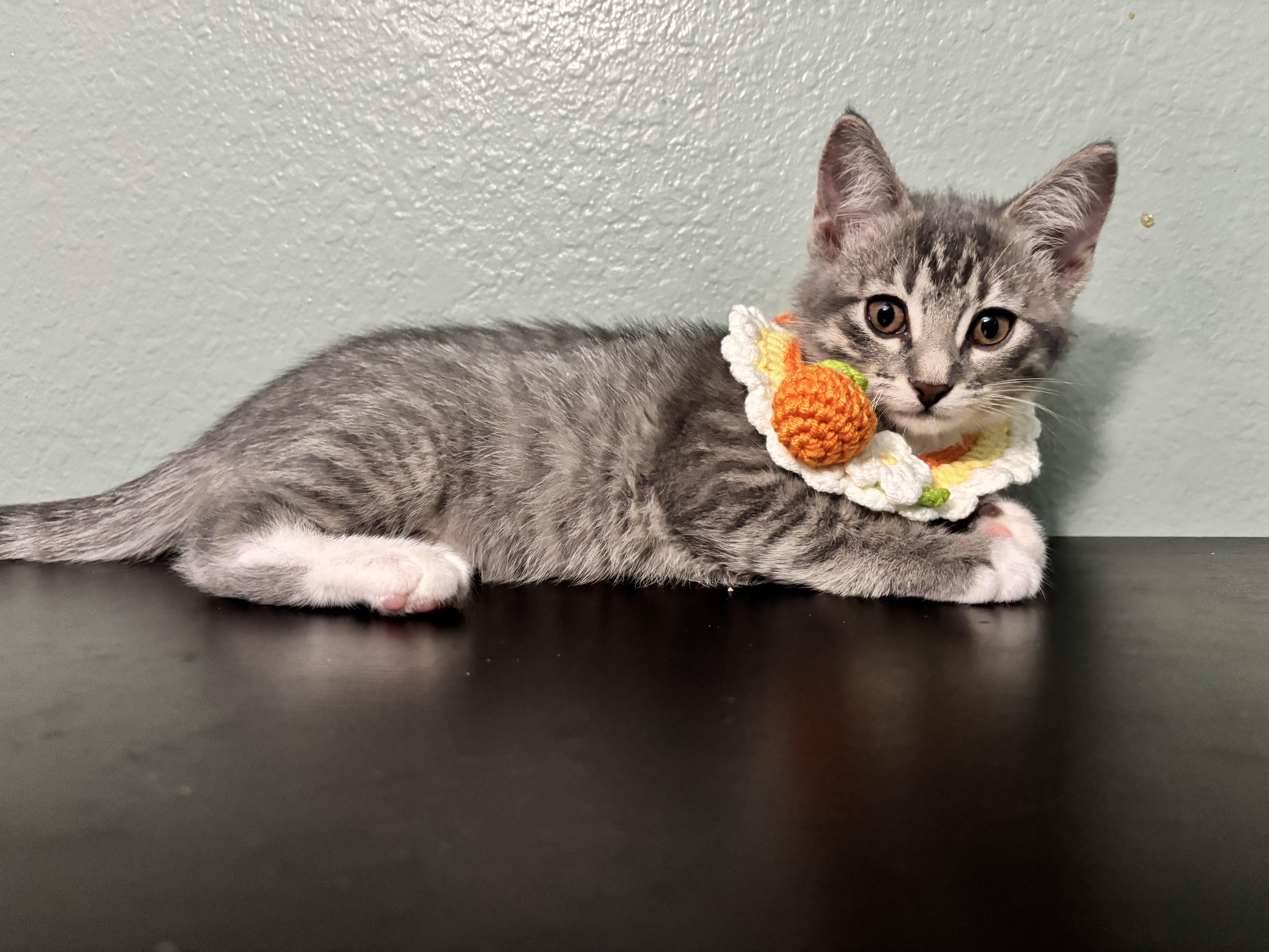 A baby medium-sized female Tabby (Gray / Blue / Silver) Domestic Short Hair cat named Derby Crashing Into for adoption in Plano, TX
