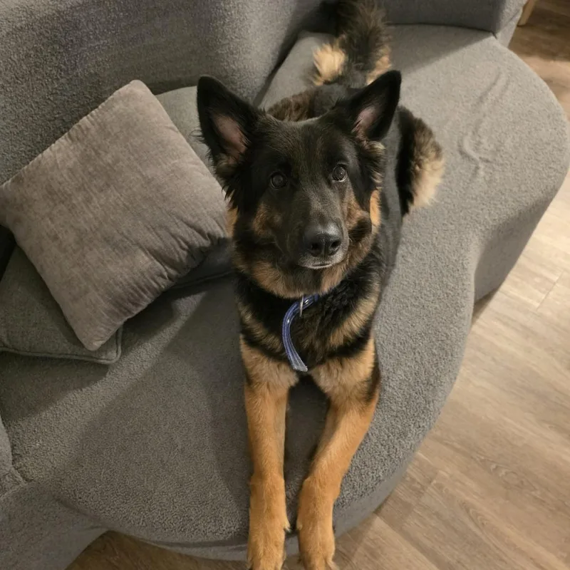 An adult small-sized female German Shepherd Dog dog named Sandy for adoption in Lynchburg, VA