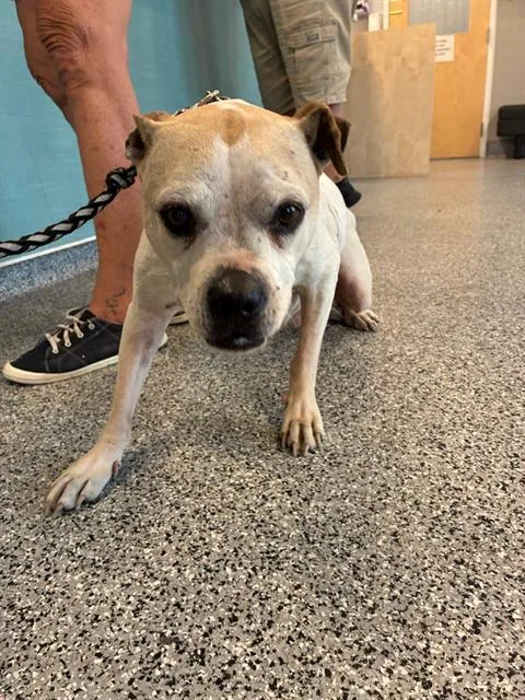 An adult medium-sized female Mixed Breed dog named Marlene for adoption in Palmetto, FL