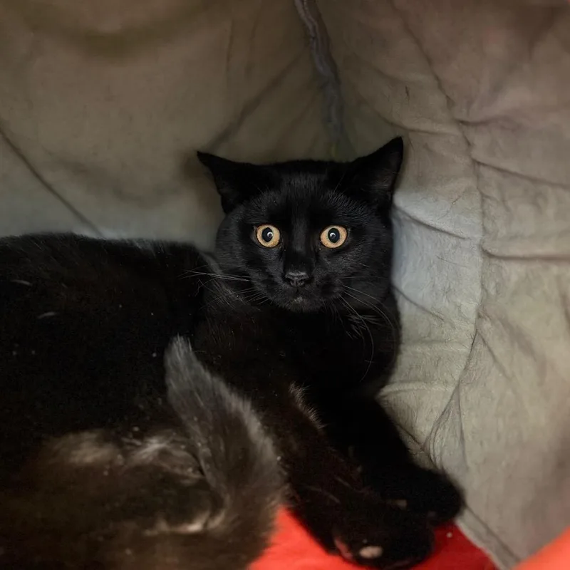 A young medium-sized male Domestic Short Hair cat named Philip for adoption in Portage, MI