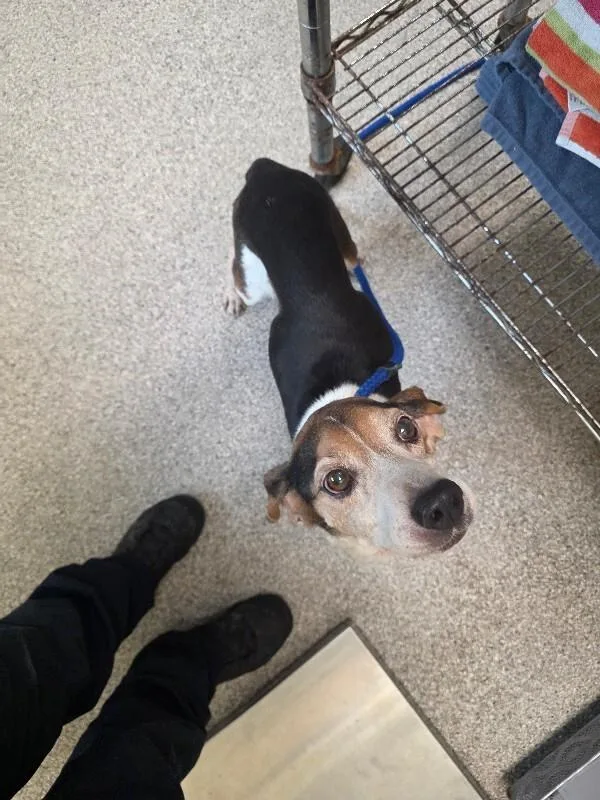 An adult small-sized male Beagle dog named Rocket for adoption in Disputanta, VA