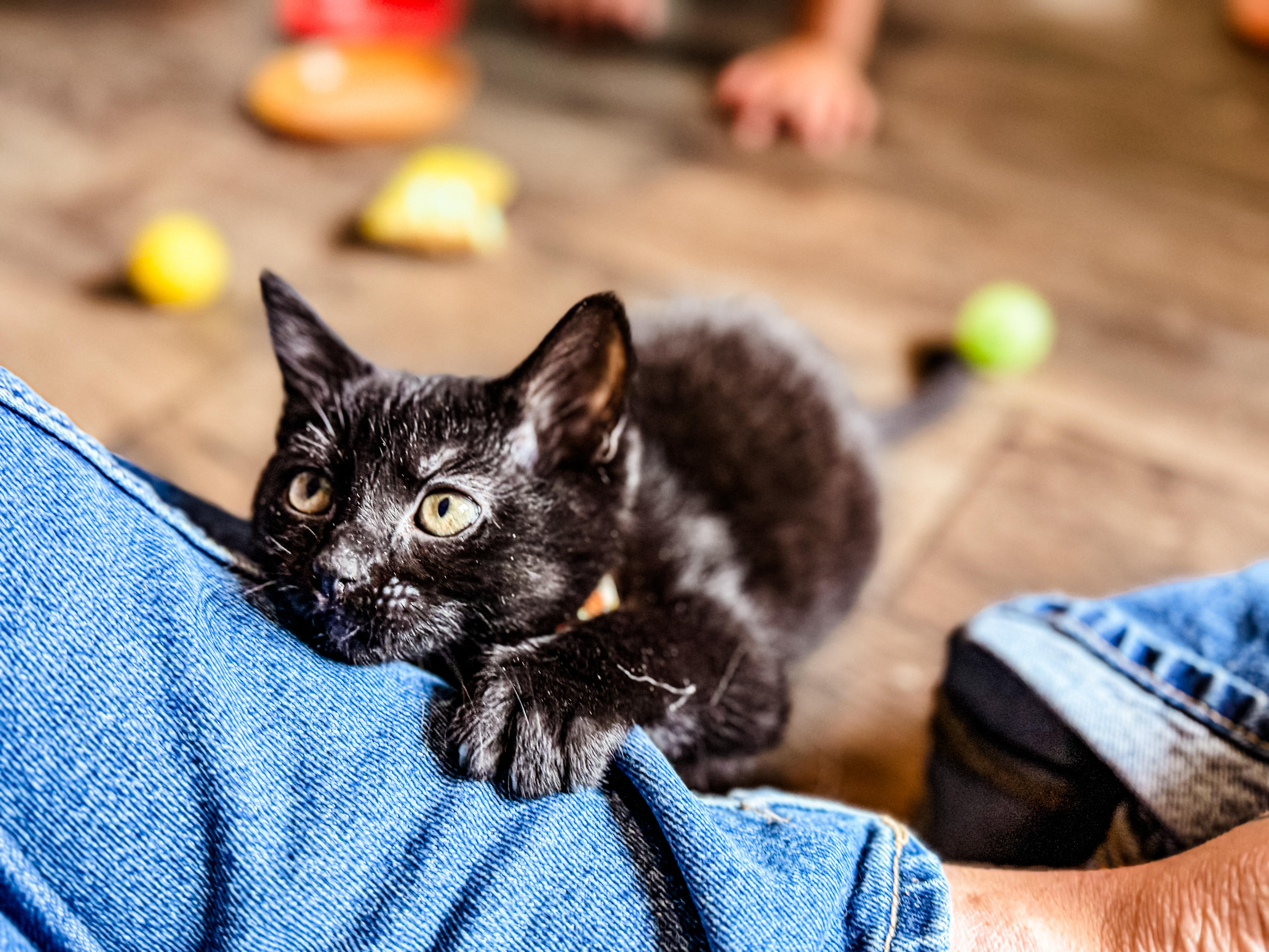 A baby small-sized female Black Domestic Short Hair cat named Monet for adoption in Sartell, MN