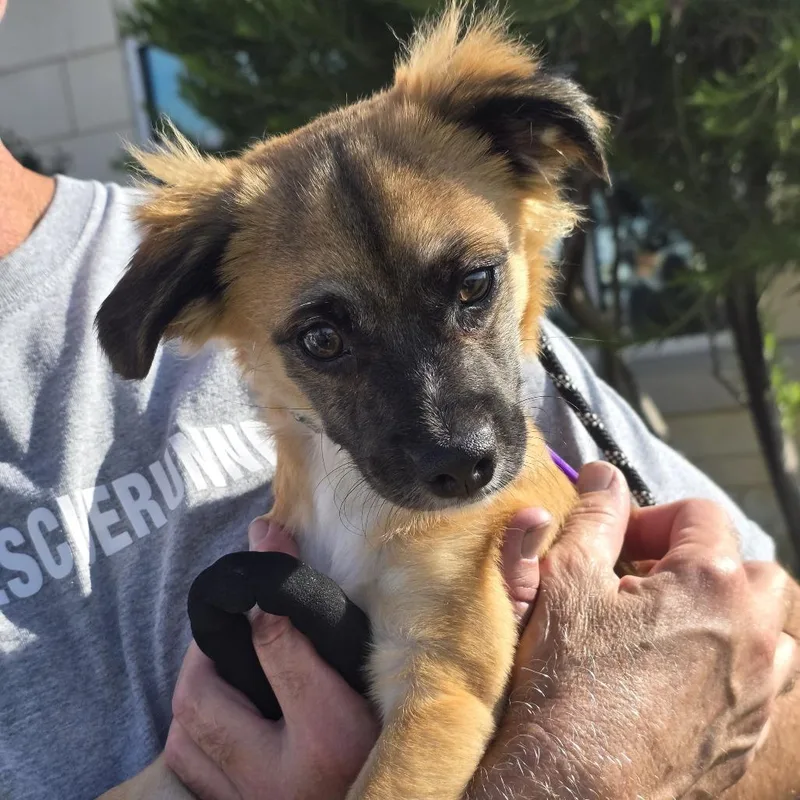 A young small-sized male Yellow / Tan / Blond / Fawn Chihuahua dog named Diego for adoption in Oxford, ME