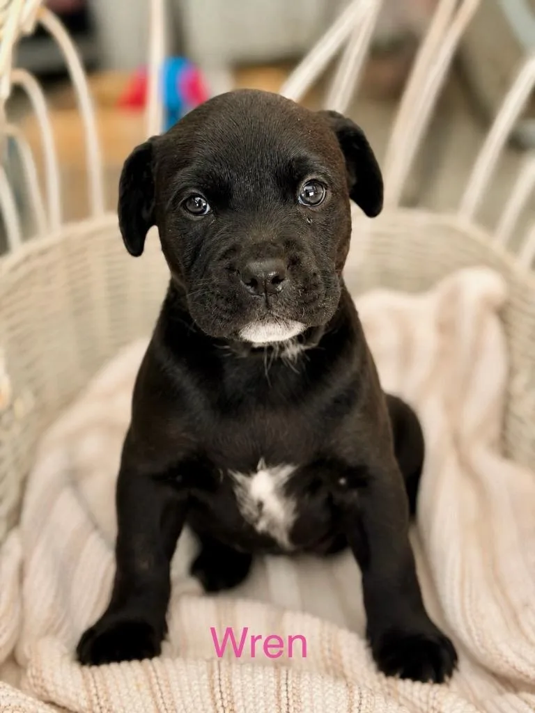 A baby large-sized female American Staffordshire Terrier dog named Wren for adoption in Ewing, NJ