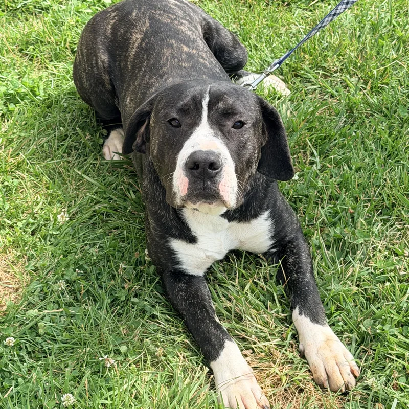 Bocephus