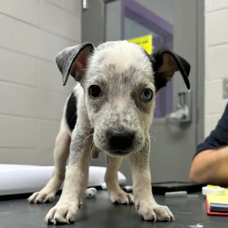 A baby small-sized male Gray / Blue / Silver Australian Cattle Dog / Blue Heeler dog named Fruit Cake for adoption in Lufkin, TX