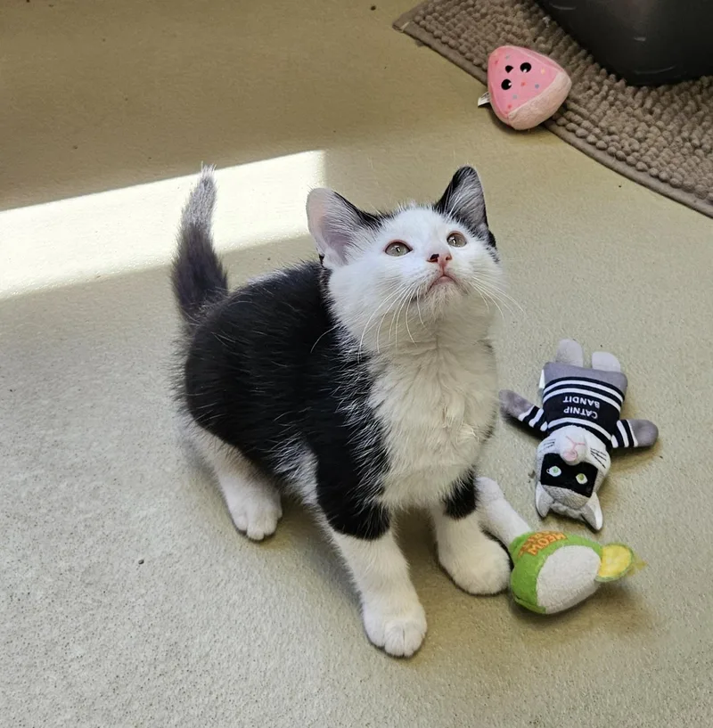 A baby small-sized male Black & White / Tuxedo Domestic Medium Hair cat named Ronald for adoption in Bluffton, IN