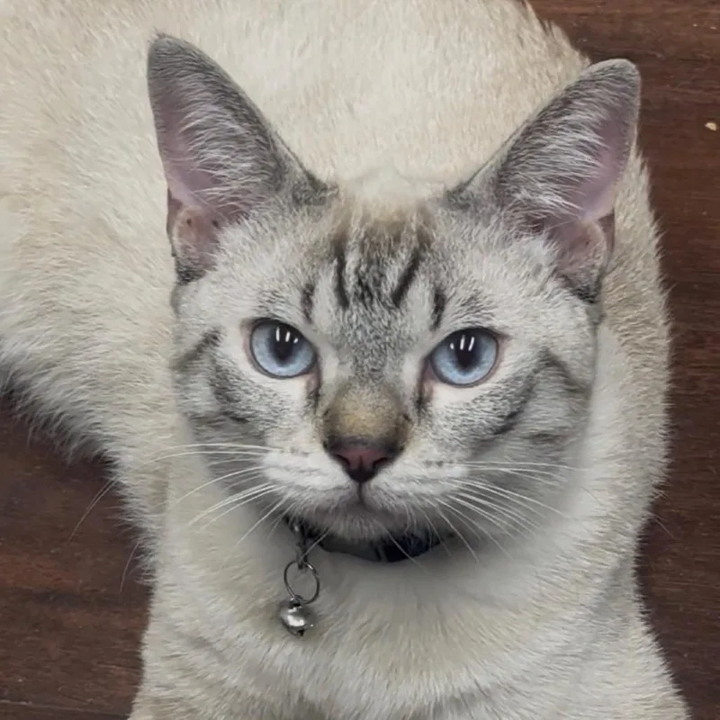 A young small-sized male Siamese cat named Milo for adoption in Tustin, CA