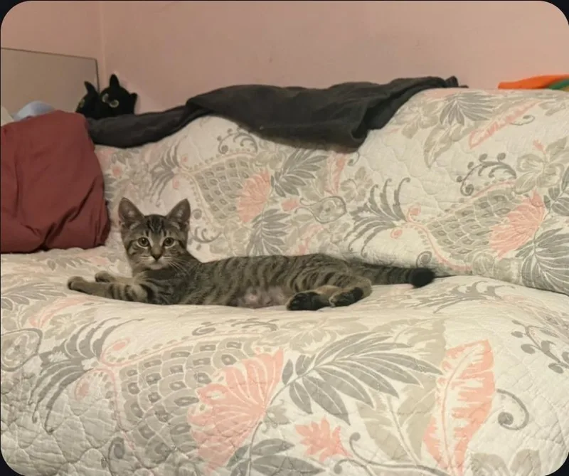A baby small-sized female Tabby (Brown / Chocolate) Domestic Short Hair cat named Fajita for adoption in East Lansing, MI