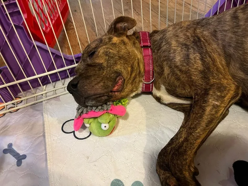 An adult medium-sized female Brindle Pit Bull Terrier dog named Ember for adoption in Wenonah, NJ
