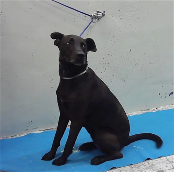 A young medium-sized female Carolina Dog dog named Shadow for adoption in Houston, TX