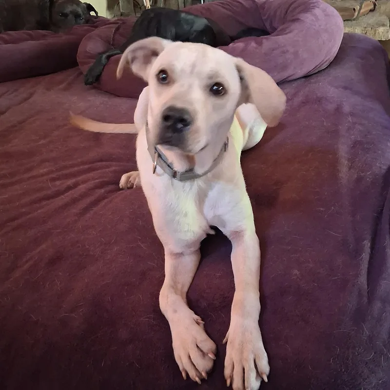 A young medium-sized male Yellow / Tan / Blond / Fawn Labrador Retriever dog named Vernon for adoption in North Jackson, OH