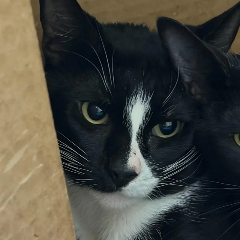 An adult medium-sized male Domestic Short Hair cat named Butternut for adoption in Tacoma, WA