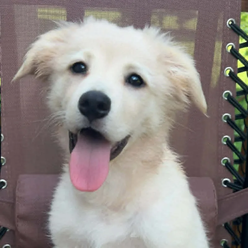 A baby medium-sized female Golden Retriever dog named Winnie for adoption in Cleveland, TN