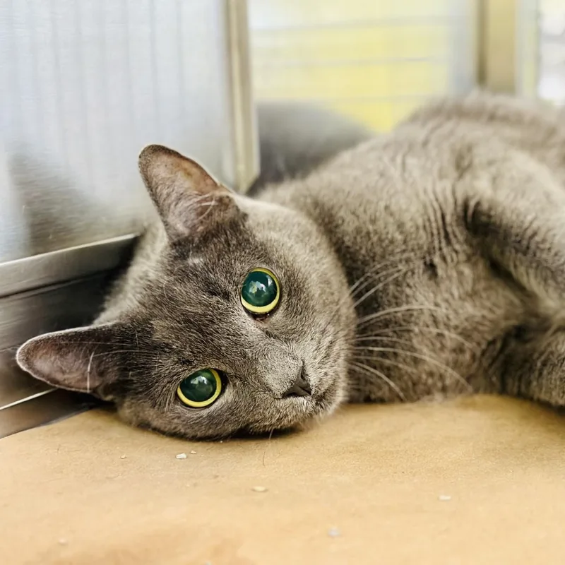 An adult medium-sized female Gray / Blue / Silver Domestic Short Hair cat named Dove for adoption in Jackson, NJ