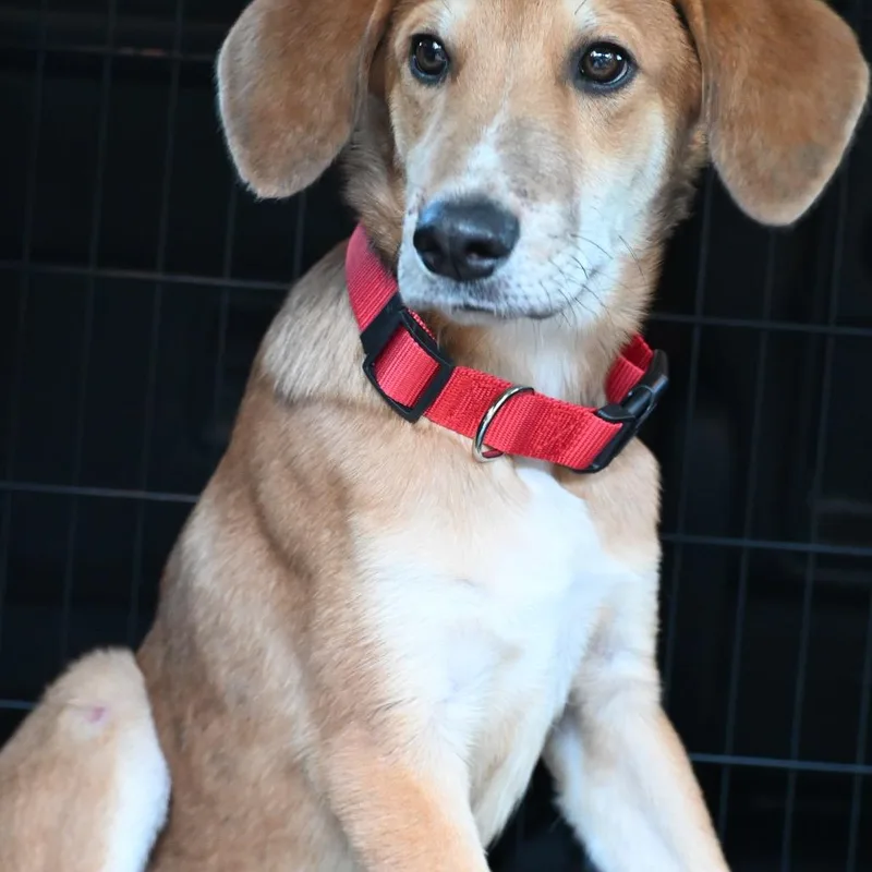 A baby medium-sized male Yellow / Tan / Blond / Fawn Golden Retriever dog named Jason for adoption in Kansas City, MO