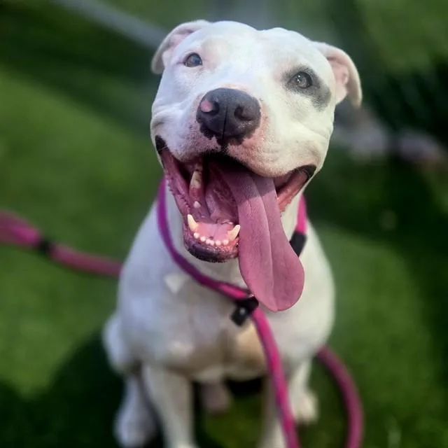 An adult large-sized male Pit Bull Terrier dog named Veggito for adoption in Mesa, AZ