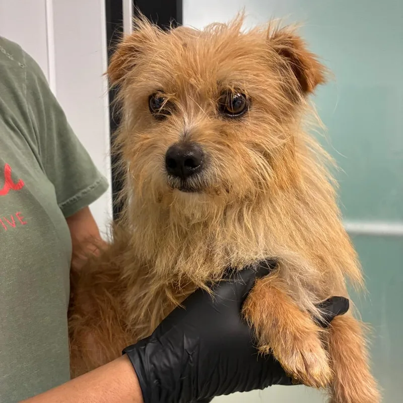 An adult small-sized male Yellow / Tan / Blond / Fawn Norfolk Terrier dog named Benny for adoption in Portland, OR