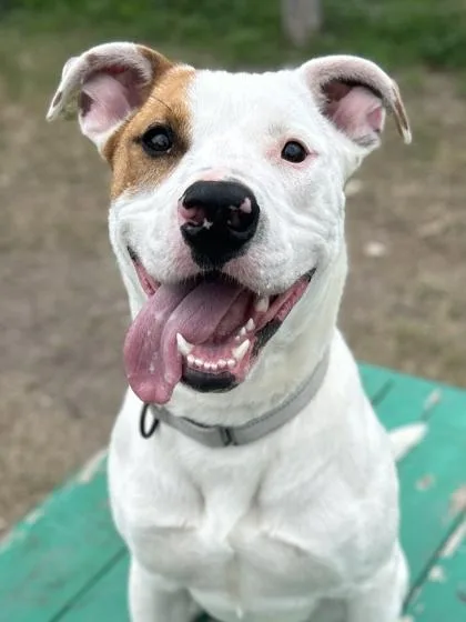 Jeff Hardy thumbnail 4