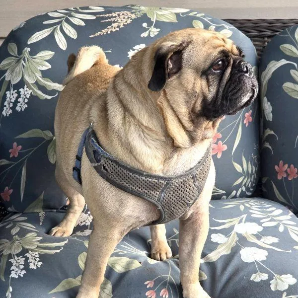 A young small-sized male Yellow / Tan / Blond / Fawn Pug dog named Cooper for adoption in Alvin, TX