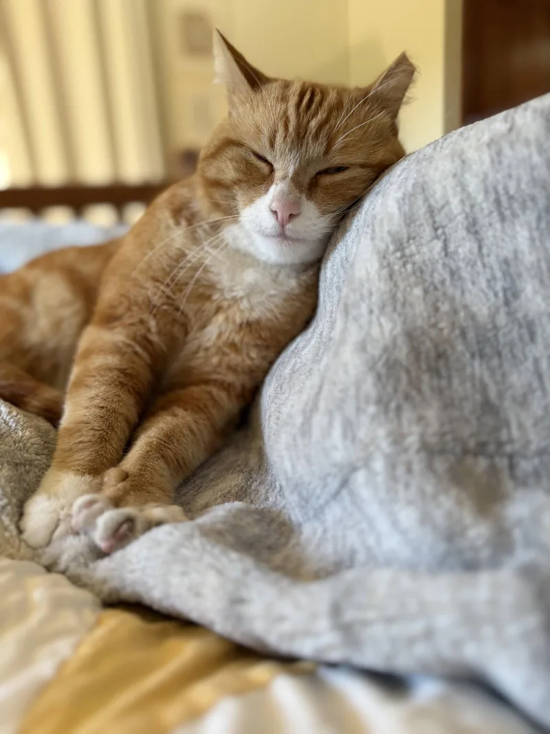 An adult large-sized male Orange & White Domestic Short Hair cat named Waymore for adoption in San Jose, CA