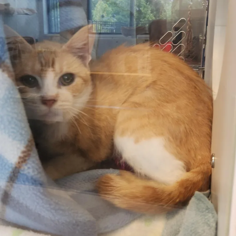 An adult medium-sized female Orange / Red Domestic Short Hair cat named Pot Roast for adoption in Fort Wayne, IN