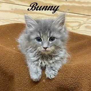 A baby medium-sized male Gray / Blue / Silver Domestic Medium Hair cat named Bunny  Sweetest Little for adoption in Southern Pines, NC