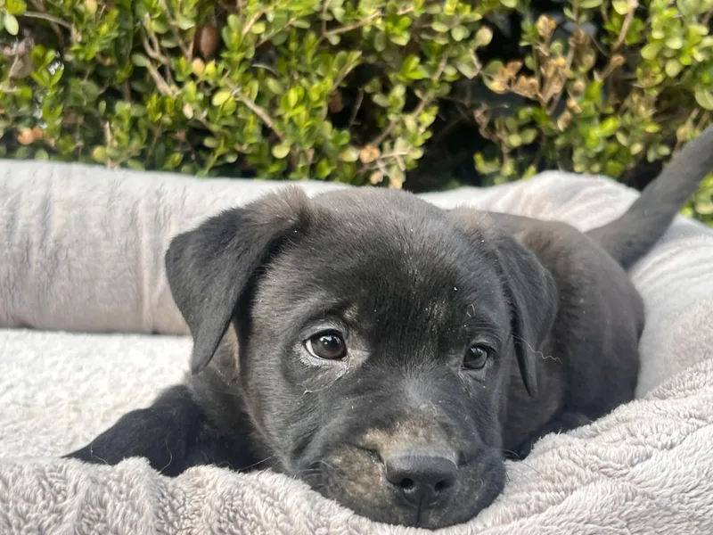 Perry Goodheart thumbnail 2