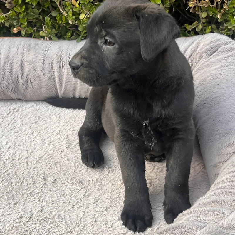 Perry Goodheart thumbnail 3