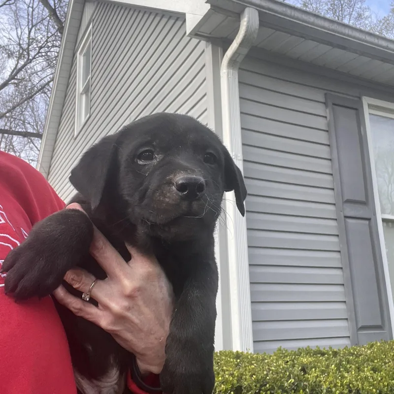 Perry Goodheart thumbnail 4