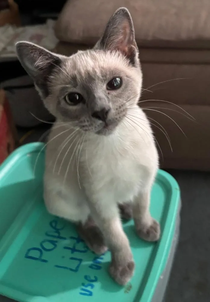 A baby small-sized female Gray & White Domestic Short Hair cat named Caterpie for adoption in West Mifflin, PA