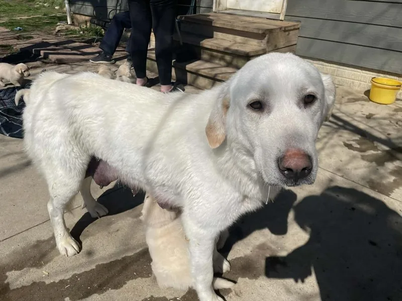 An adult large-sized female White / Cream Great Pyrenees dog named Nola for adoption in Pottstown, PA