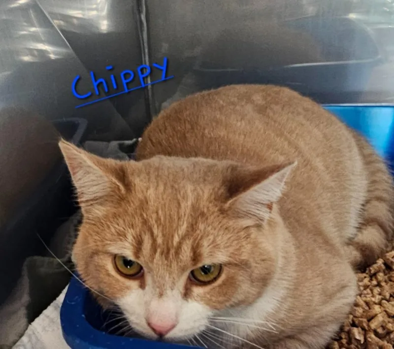 An adult medium-sized male Domestic Short Hair cat named Chippy for adoption in Jim Thorpe, PA