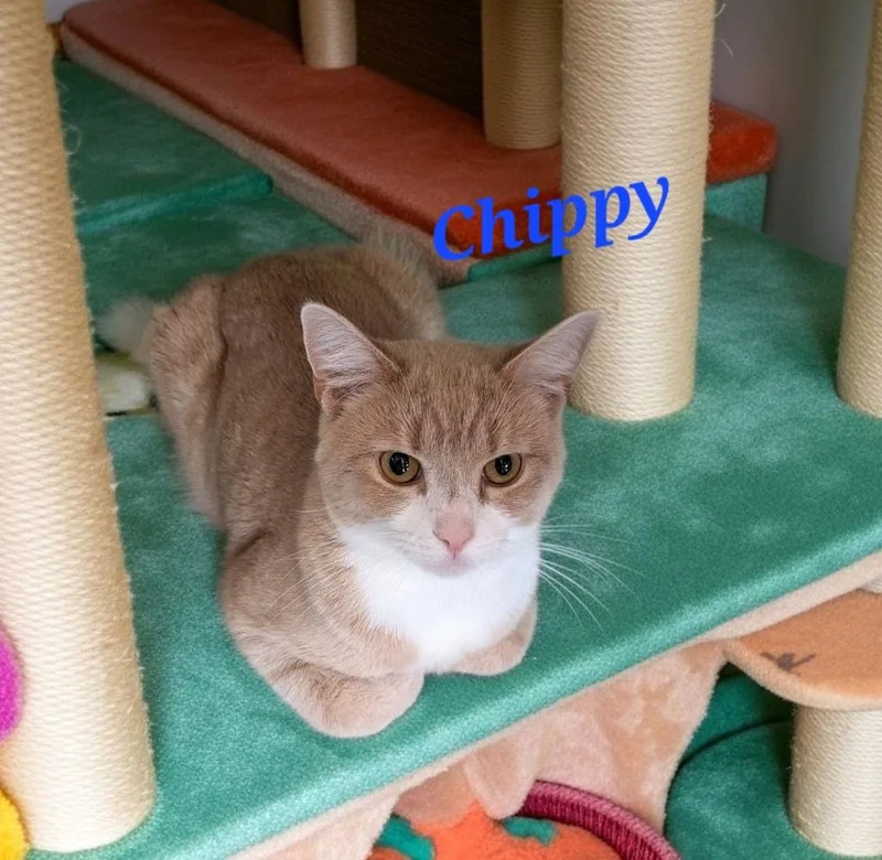 Chippy thumbnail 3