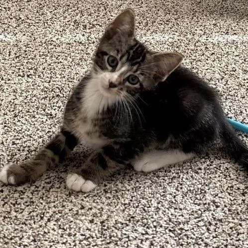 A baby small-sized female Brown / Chocolate Domestic Short Hair cat named Zoey for adoption in Delaware, OH