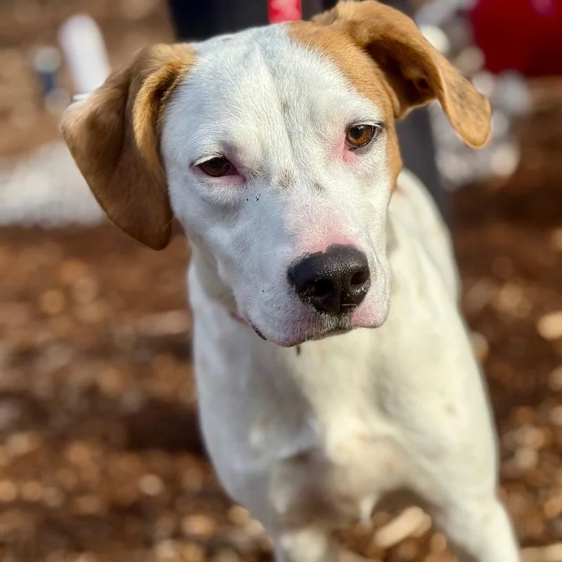 A young medium-sized male Hound dog named Toby for adoption in Bloomfield, CT