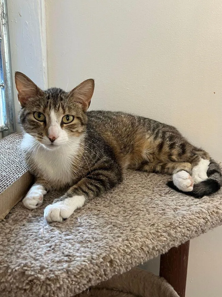 A young large-sized male Gray / Blue / Silver Domestic Short Hair cat named Timber for adoption in McPherson, KS