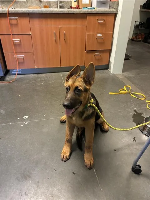 A baby medium-sized female German Shepherd Dog dog named Rhubarb for adoption in Santa Cruz, CA