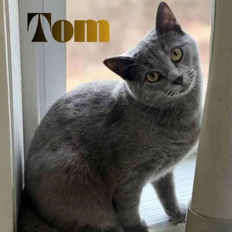 Tom