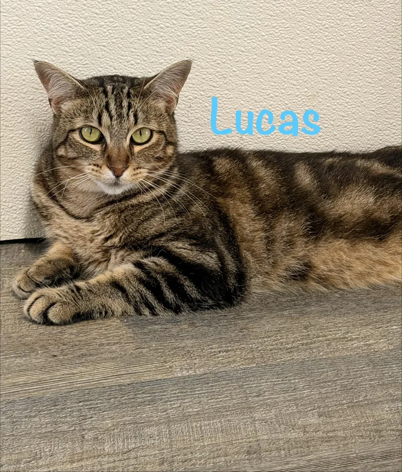 Lucas