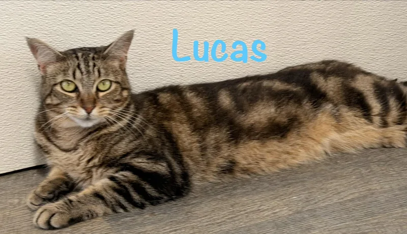 Lucas thumbnail 2