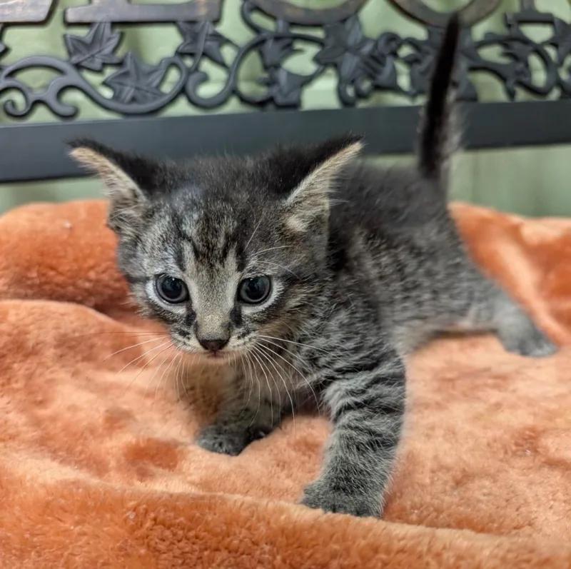 A baby small-sized male Domestic Short Hair cat named Toyota for adoption in Defiance, OH