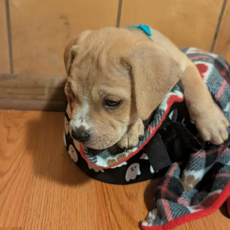 A baby small-sized male Yellow / Tan / Blond / Fawn Mixed Breed dog named Sprite for adoption in Buffalo, MN
