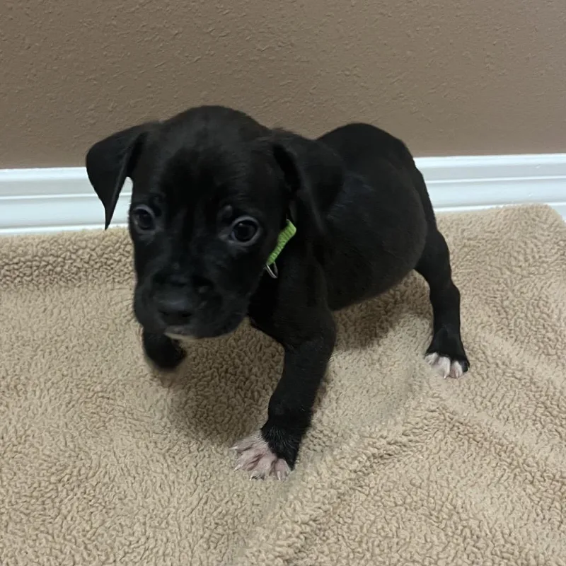 A baby small-sized male Black Catahoula Leopard Dog dog named Swiss for adoption in Baton Rouge, LA