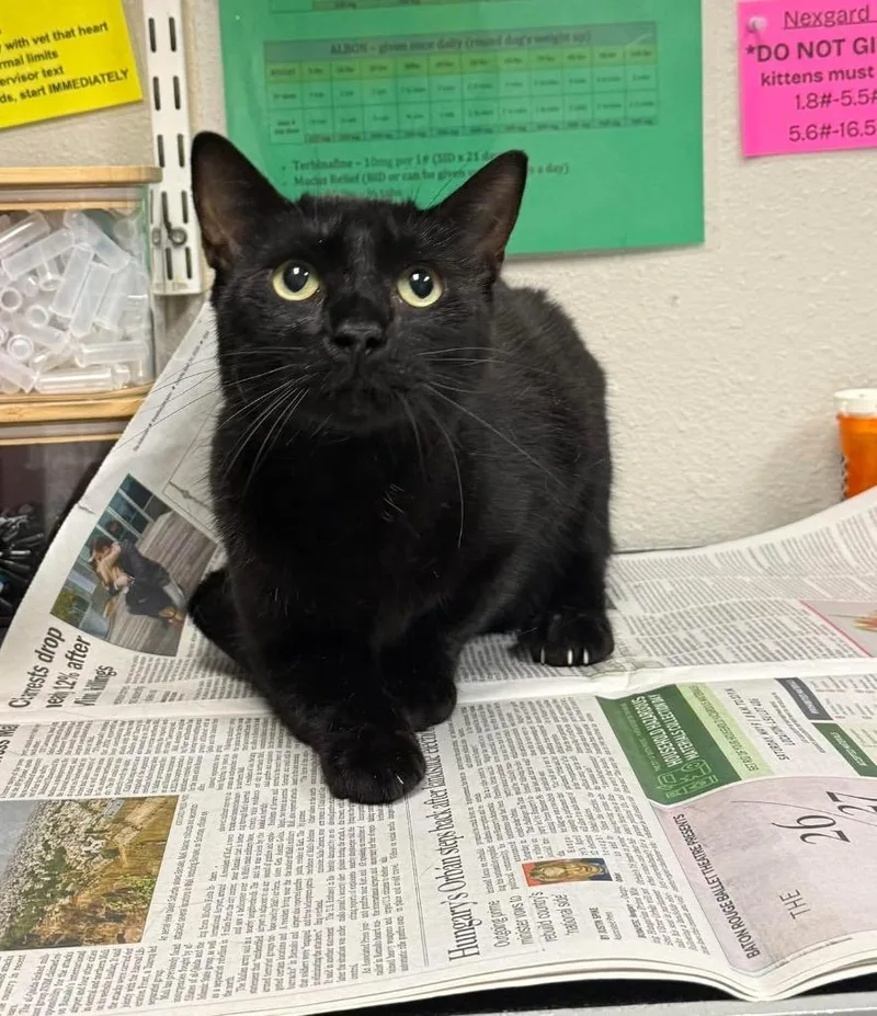 An adult medium-sized male Domestic Short Hair cat named Yellow Collar for adoption in Sorrento, LA